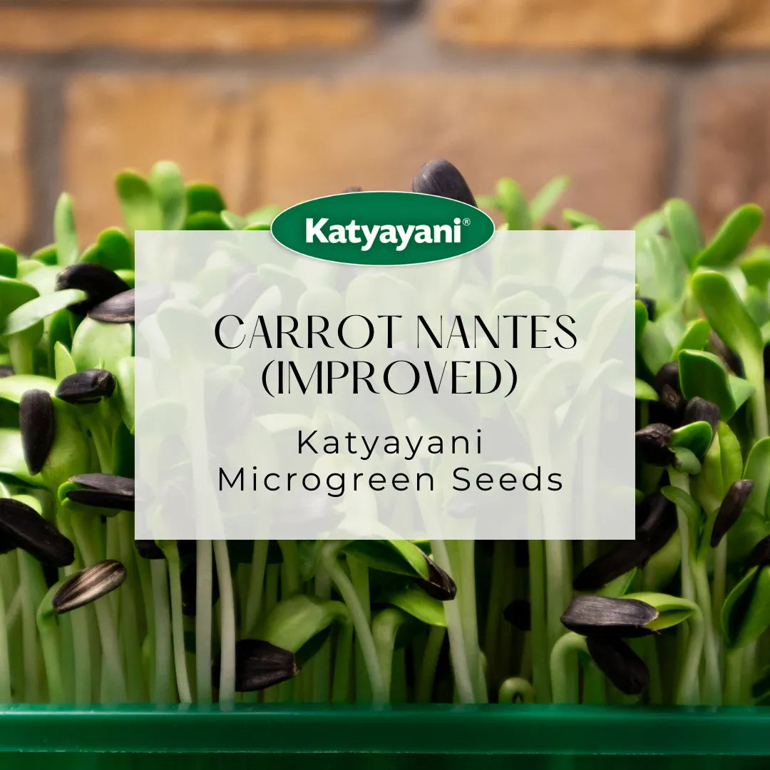 Carrot Nantes  (Improved) Microgreen Seeds