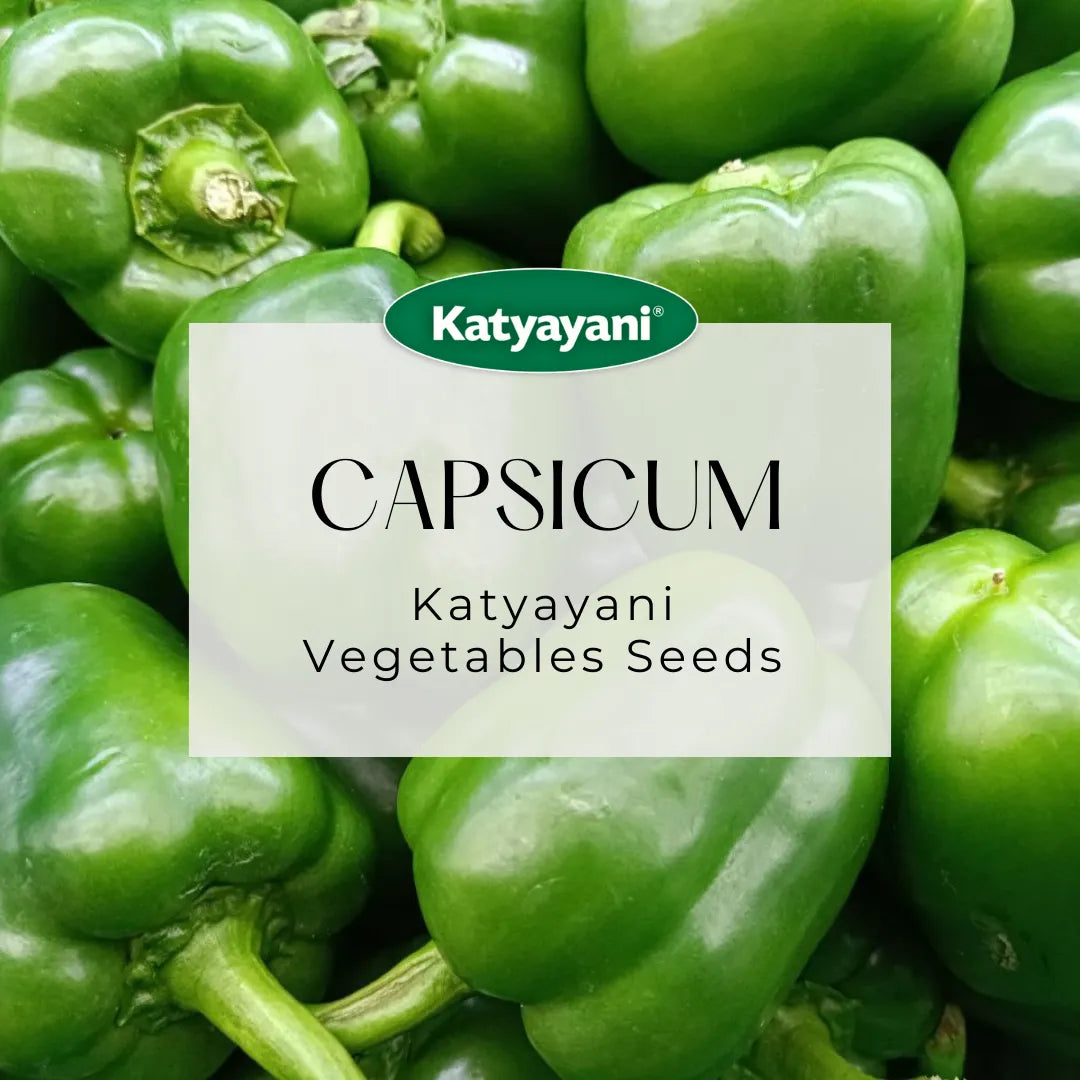 Capsicum Vegetable Seed