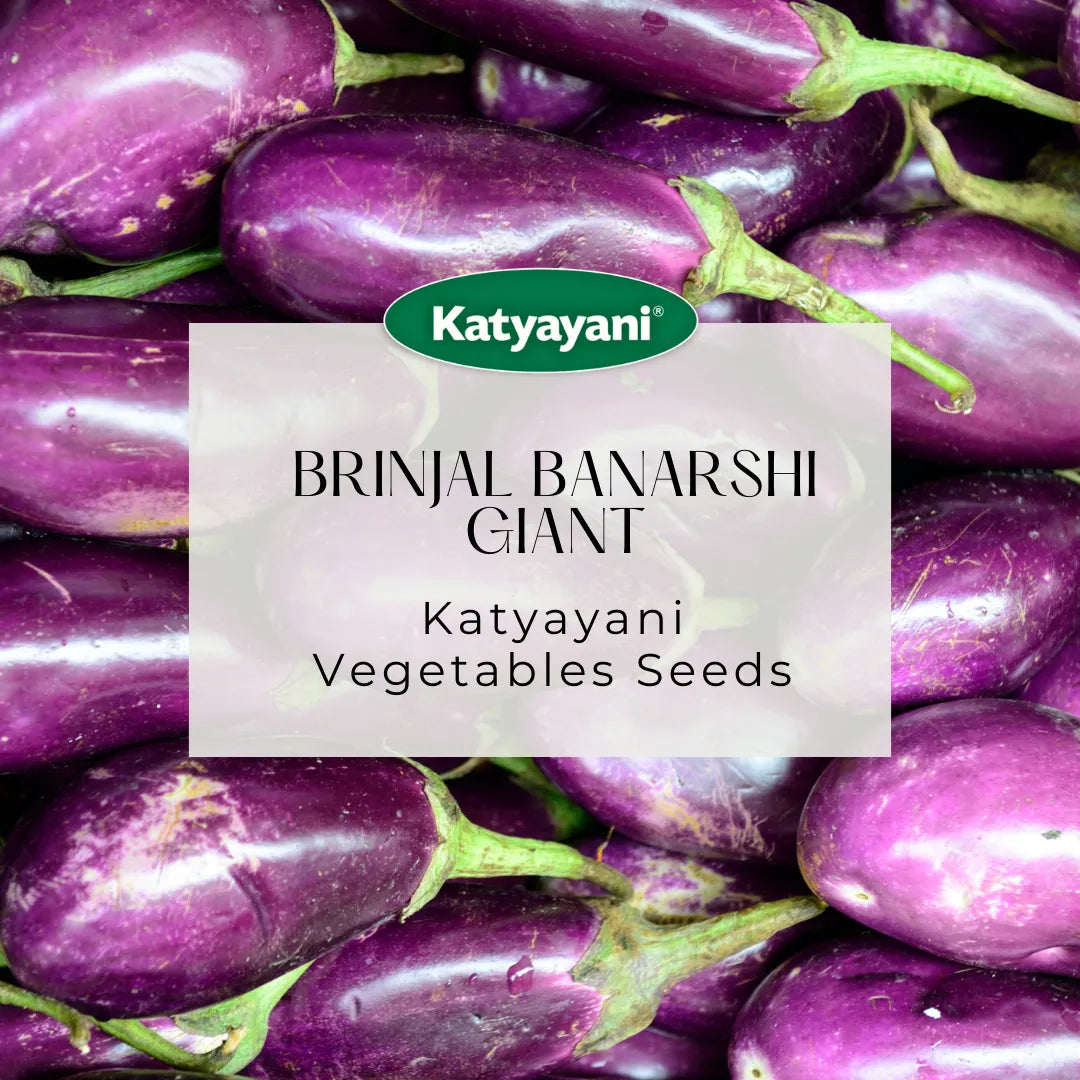 Brinjal Banarshi Giant Vegetable Seeds