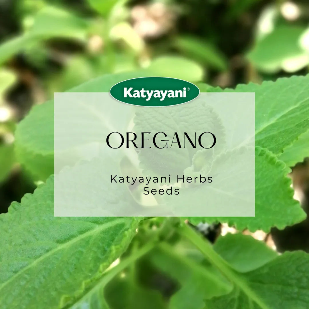 Oregano Herb seeds