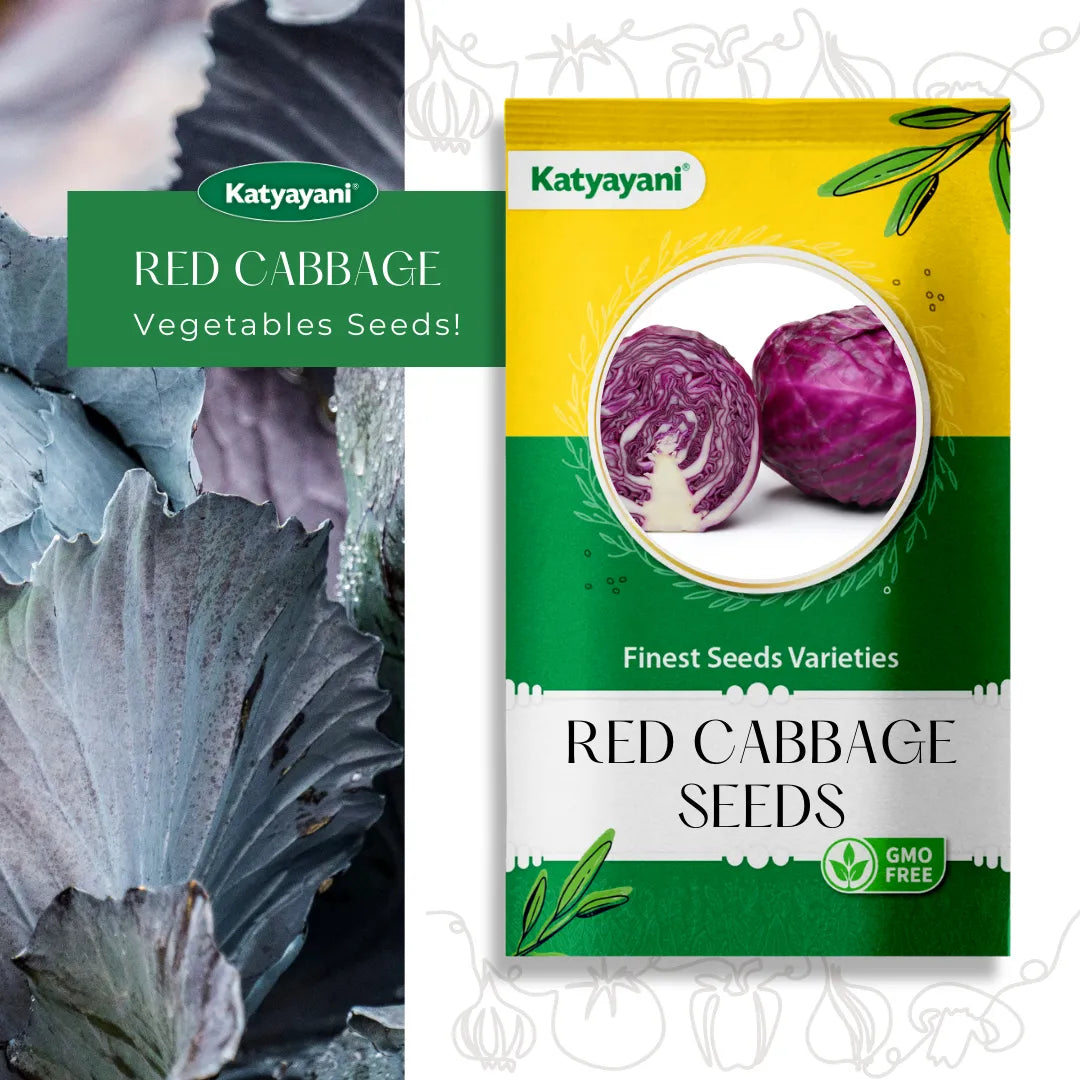 Red Cabbage Vegetable Seeds