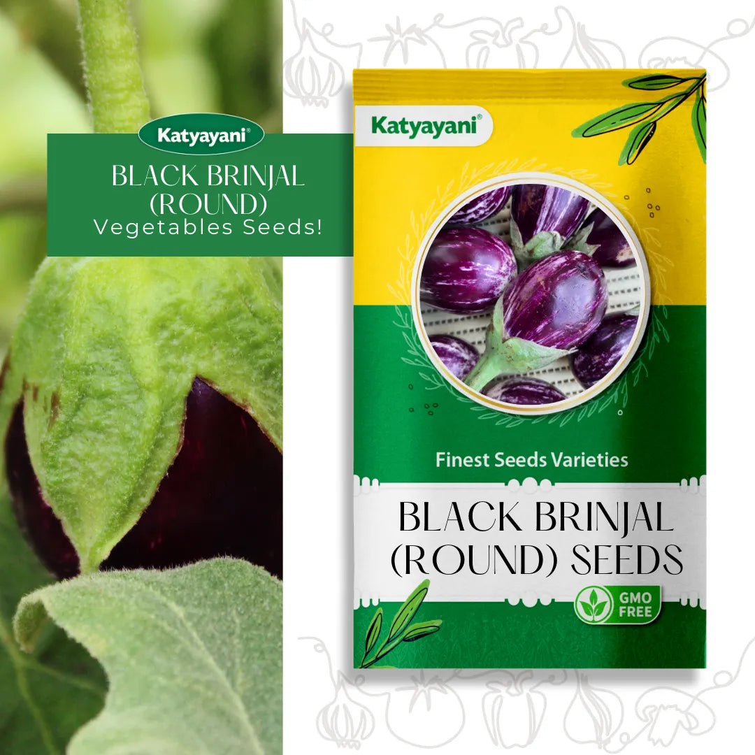 Black Brinjal (Round) Vegetable Seeds