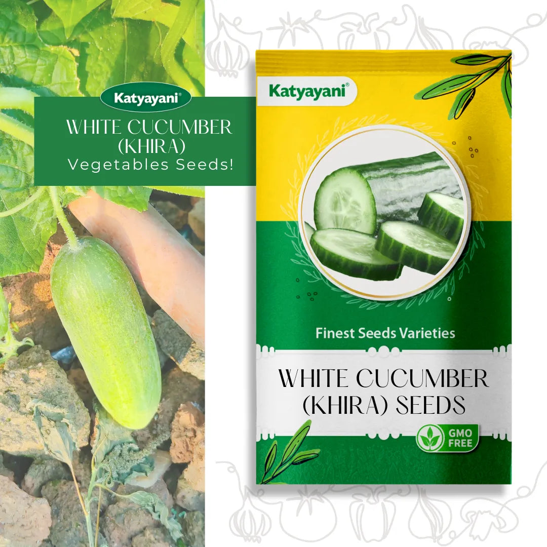 White Cucumber (Khira) Vegetable Seeds