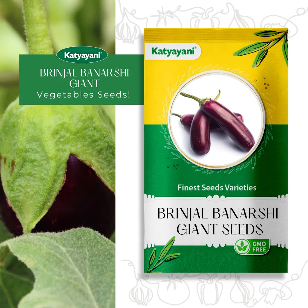 Brinjal Banarshi Giant Vegetable Seeds