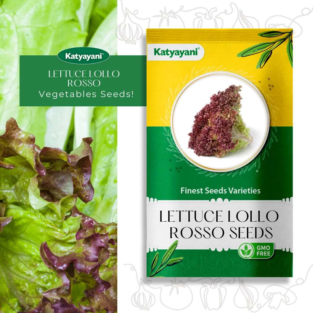 Lettuce Lollo Rosso Vegetable Seeds