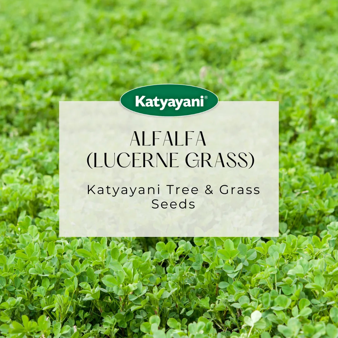 Alfalfa  (Lucerne Grass) Tree and Grass seeds