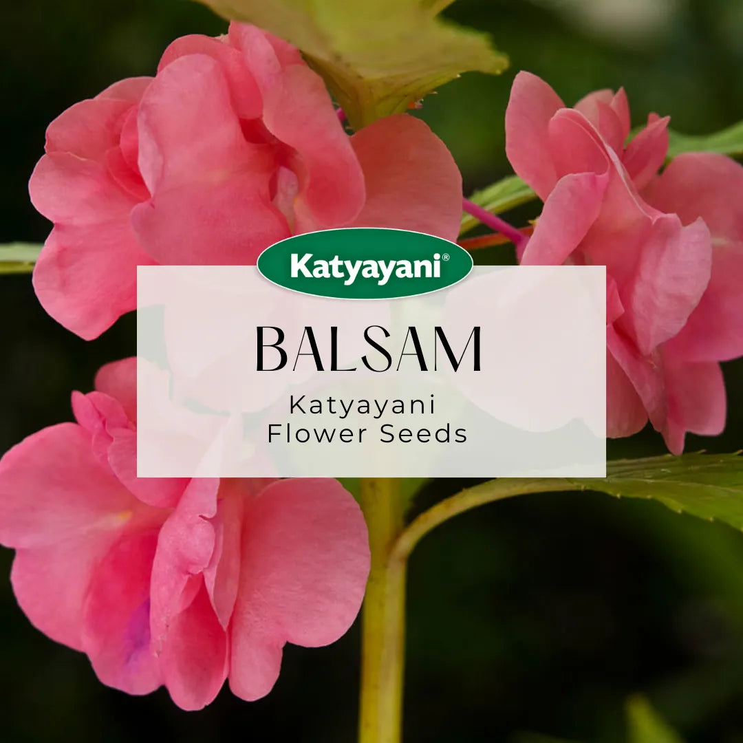 Balsam Mix Flowering Seeds