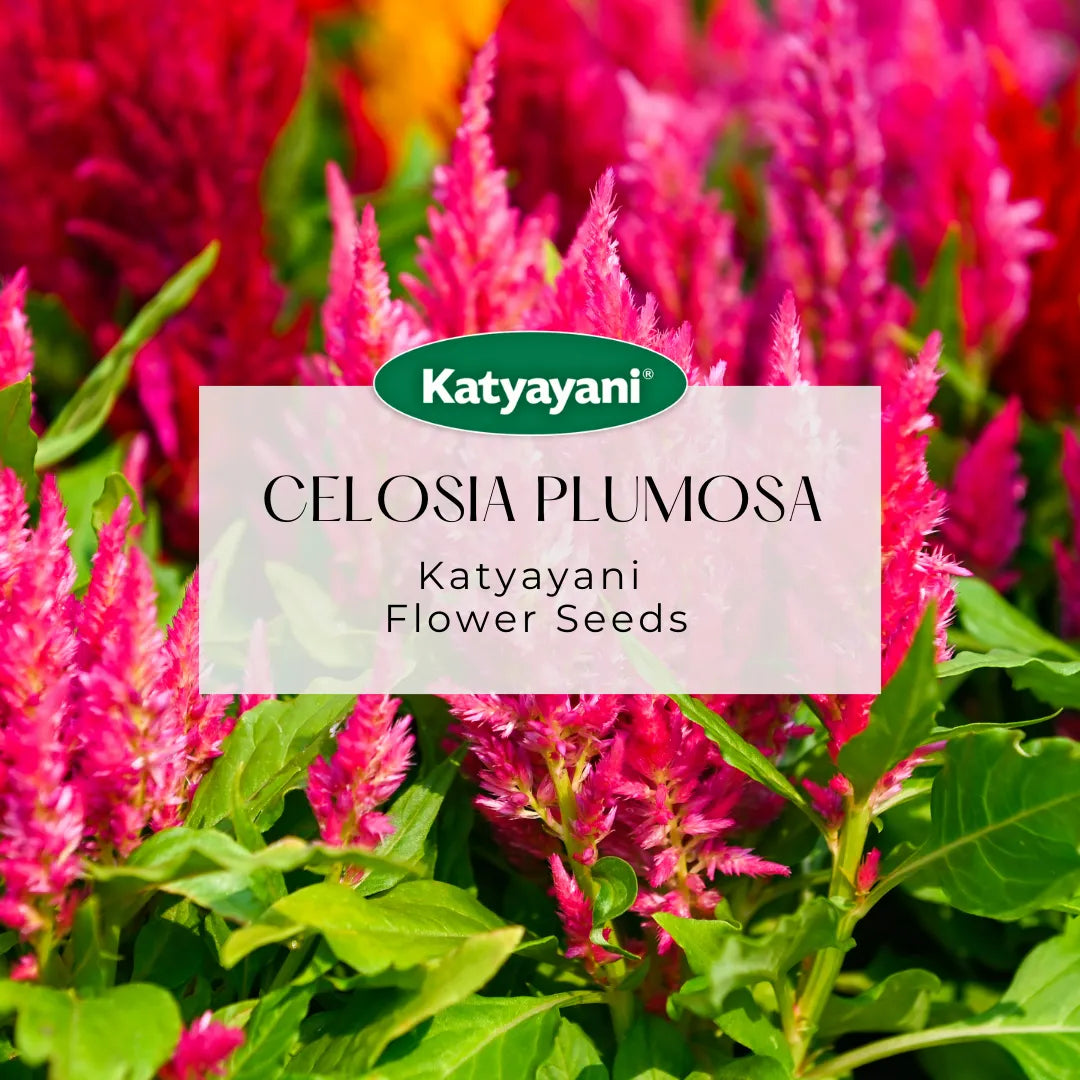 Celosia Plumosa Flowering Seeds