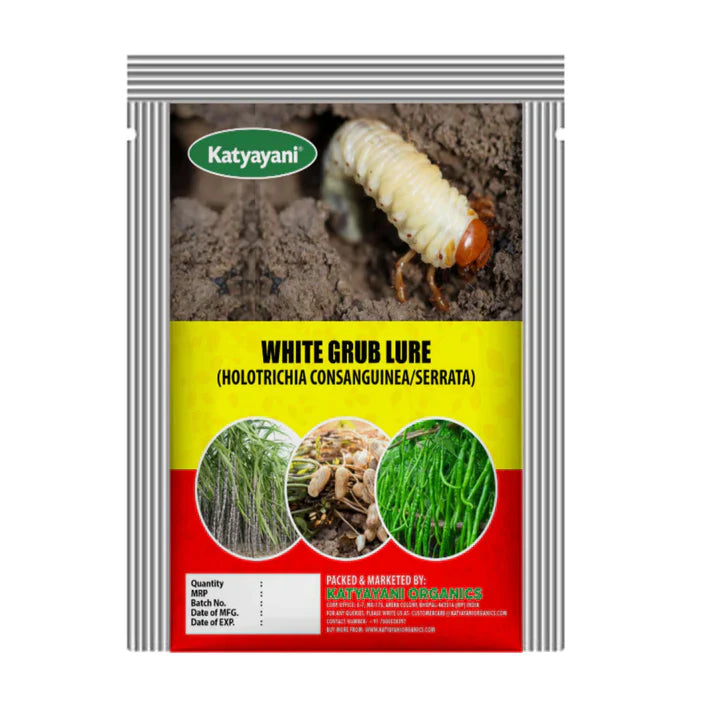 White Grub Lure (HOLOTRICHIA CONSANGUINEA/SERRATA)